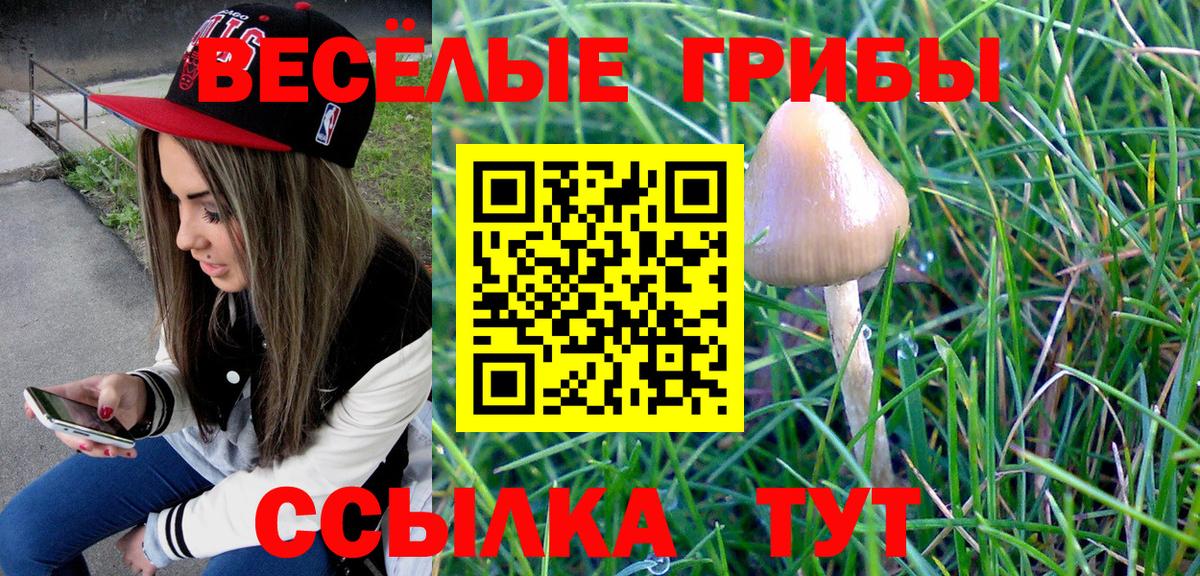Сальск  Псилоцибиновые грибы Psilocybine cubensis  Вход с VPN 